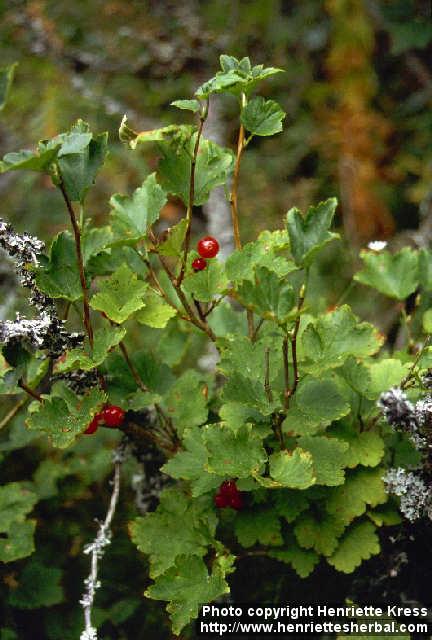 Photo: Ribes alpinum 1.