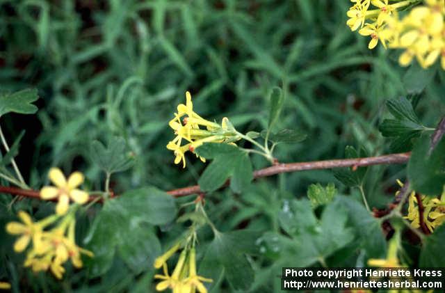 Photo: Ribes aureum 3.