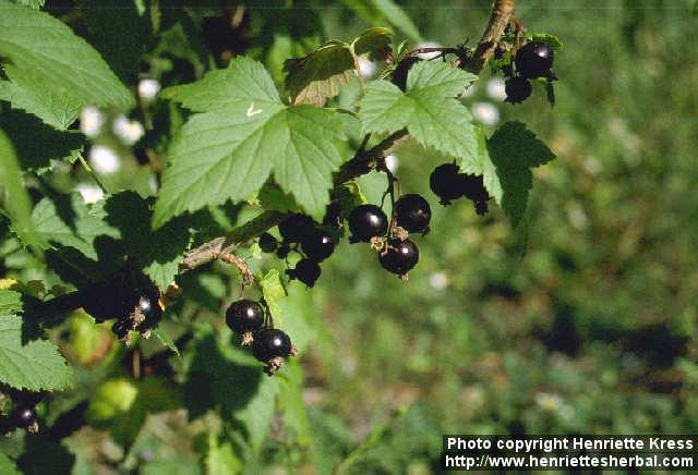 Photo: Ribes nigrum 2.