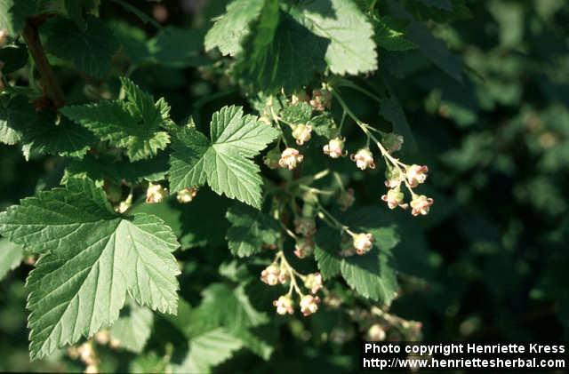 Photo: Ribes nigrum 3.