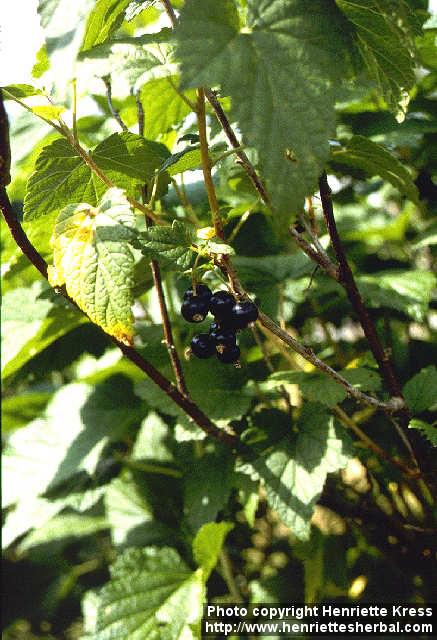 Photo: Ribes nigrum.