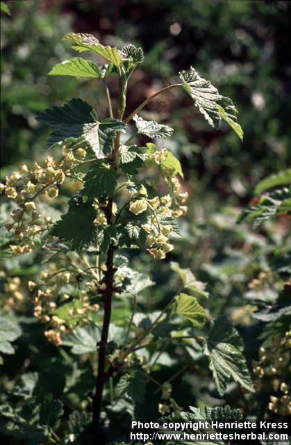 Photo: Ribes rubrum 4.