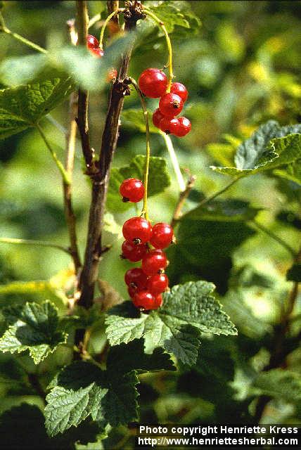 Photo: Ribes rubrum.