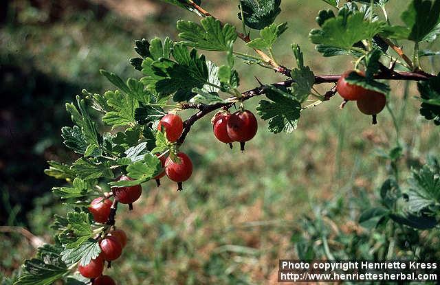 Photo: Ribes uva crispa 2.