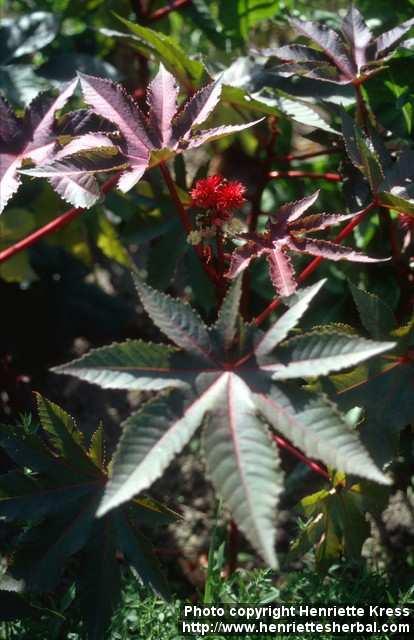 Photo: Ricinus communis 3.