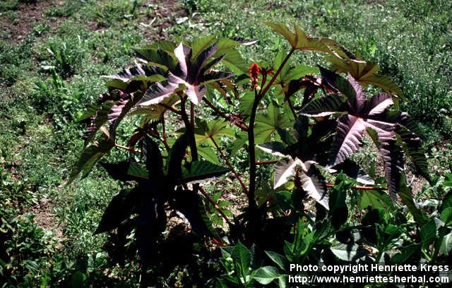 Photo: Ricinus communis 4.