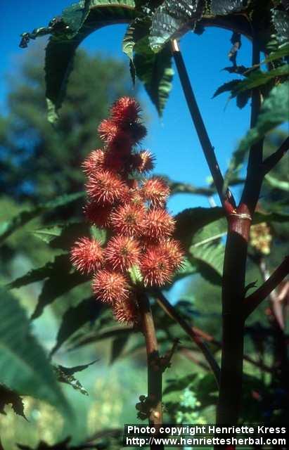 Photo: Ricinus communis 5.