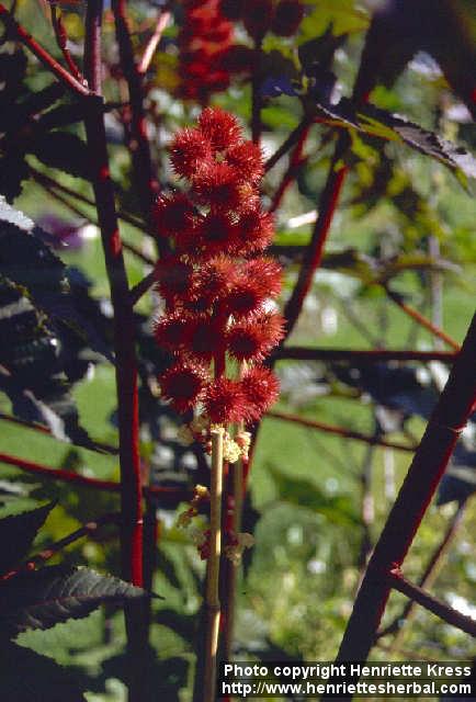 Photo: Ricinus communis.