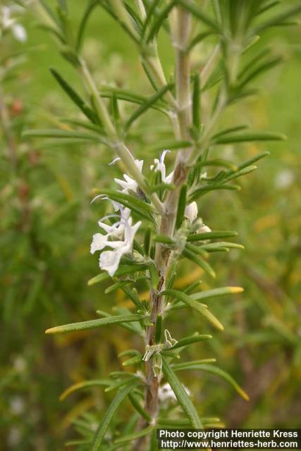 Photo: Rosmarinus officinalis 4.