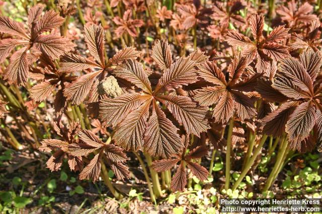 Photo: Rodgersia podophylla.