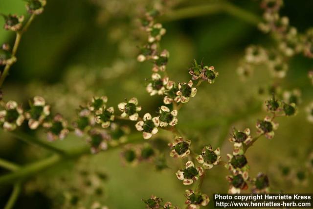 Photo: Rodgersia aesculifolia 4.