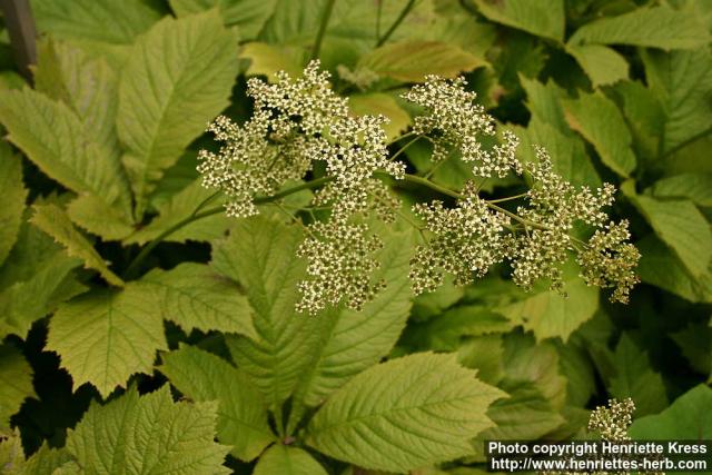 Photo: Rodgersia podophylla 3.