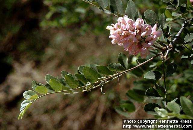 Photo: Robinia neomexicana 1.