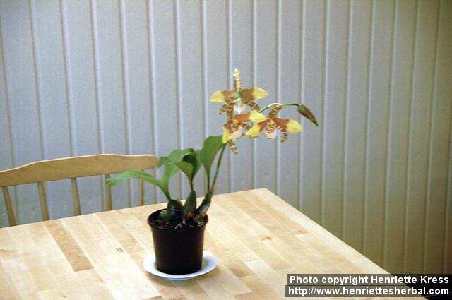 Photo: Rossioglossum grande.