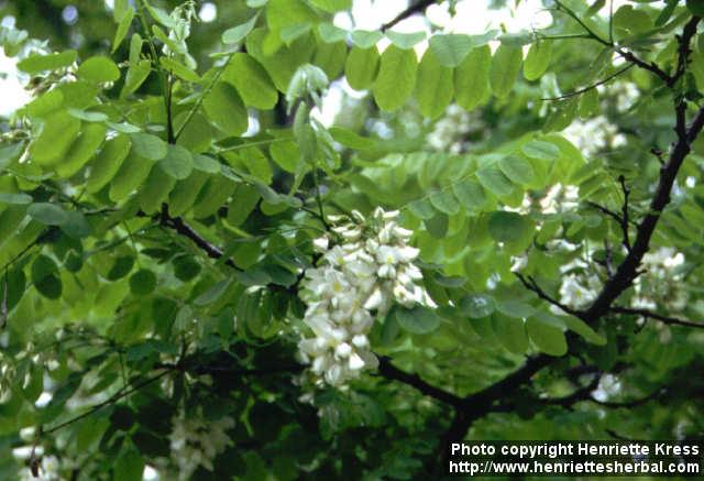 Photo: Robinia pseudoacacia 2.