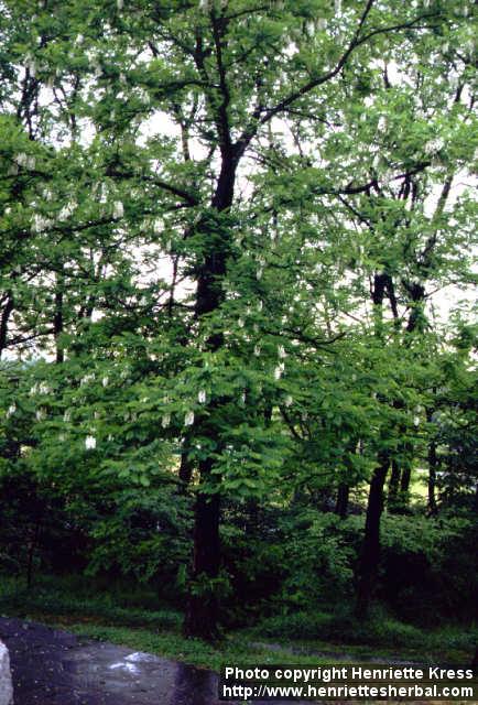 Photo: Robinia pseudoacacia.