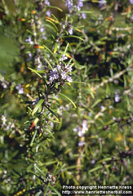 Photo: Rosmarinus officinalis 1.