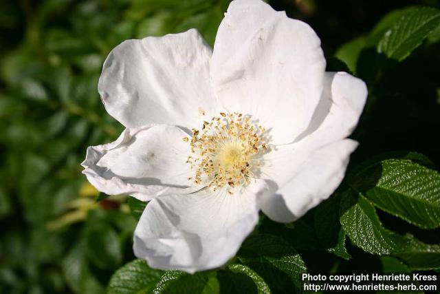 Photo: Rosa rugosa 21.