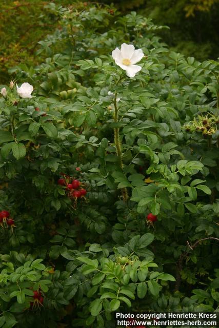 Photo: Rosa rugosa 23.