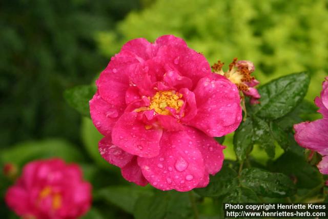 Photo: Rosa gallica 2.