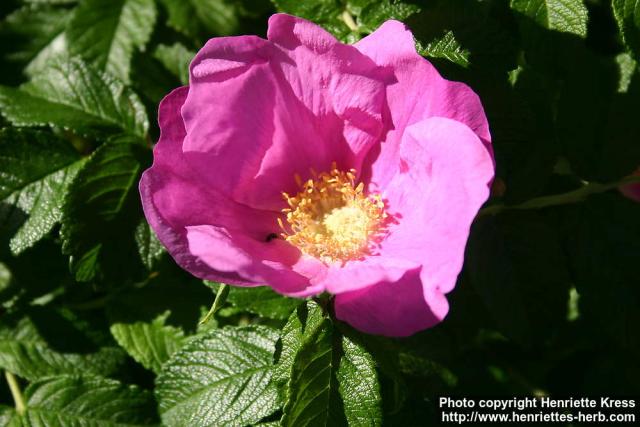 Photo: Rosa rugosa 24.