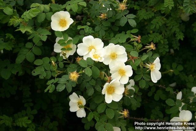 Photo: Rosa pimpinellifolia 23.