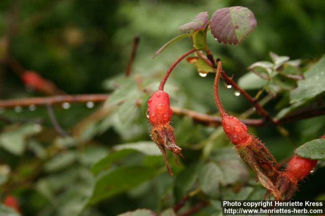 Photo: Rosa acicularis 6.