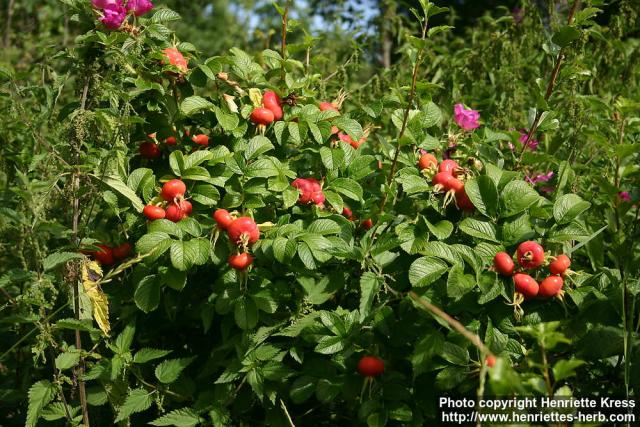 Photo: Rosa rugosa 25.