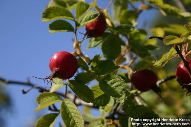 Photo: Rosa villosa 1.