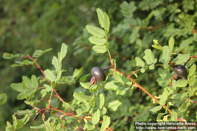 Photo: Rosa pimpinellifolia 34.