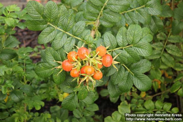 Photo: Rosa rugosa 48.