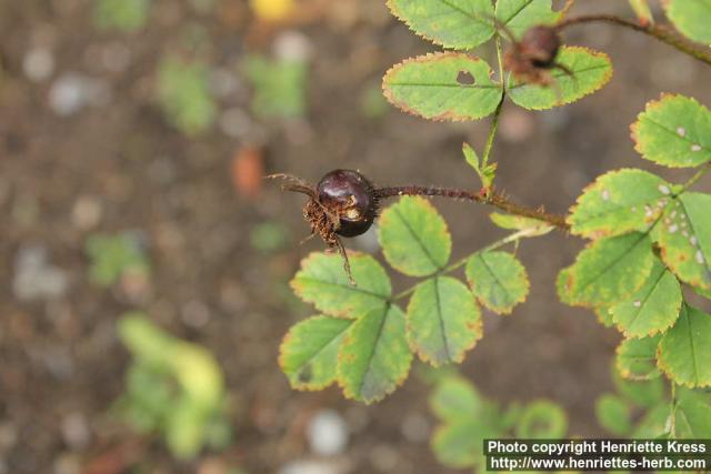 Photo: Rosa pimpinellifolia 35.