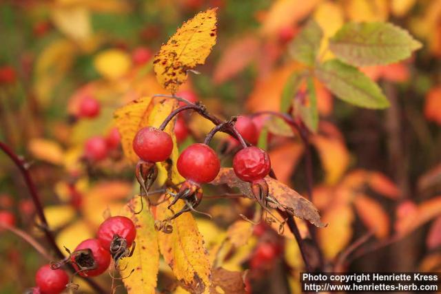 Photo: Rosa amblyotis 13.