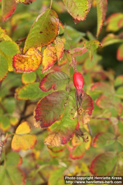 Photo: Rosa acicularis 10.