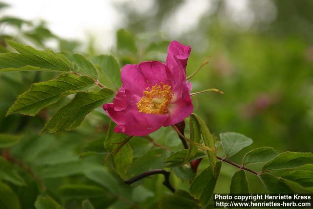 Photo: Rosa amblyotis 8.