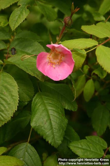 Photo: Rosa acicularis 7.