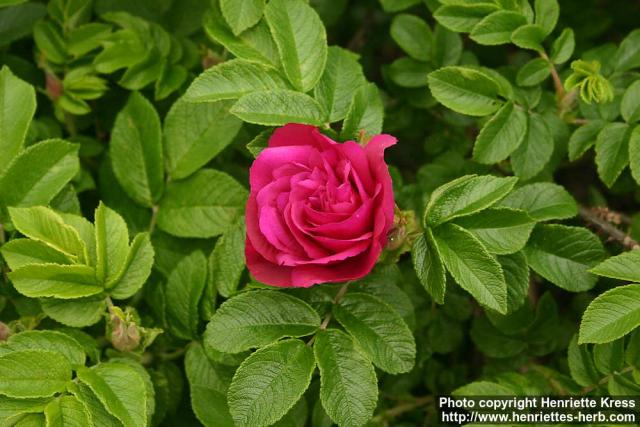 Photo: Rosa rugosa 32.