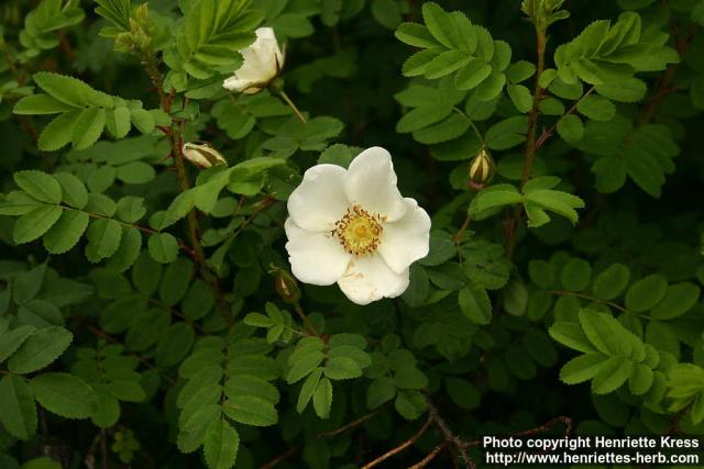 Photo: Rosa pimpinellifolia 26.