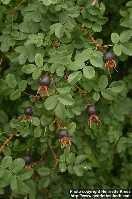 Photo: Rosa pimpinellifolia 29.