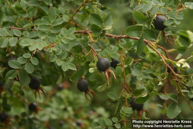 Photo: Rosa pimpinellifolia 30.