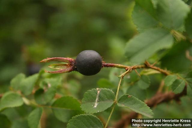 Photo: Rosa pimpinellifolia 32.