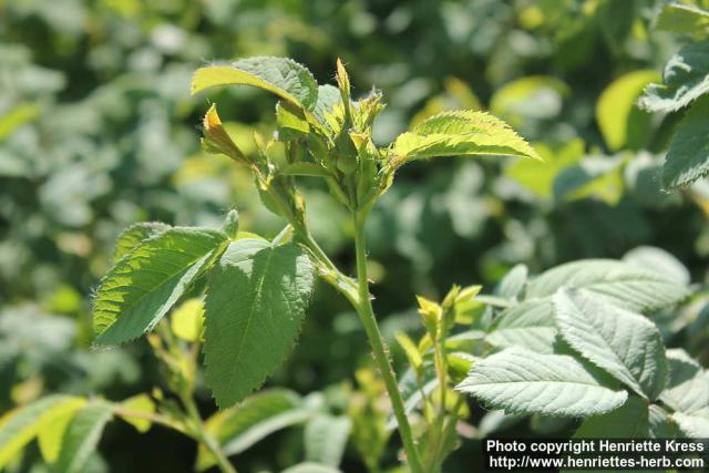 Photo: Rosa pimpinellifolia 37.