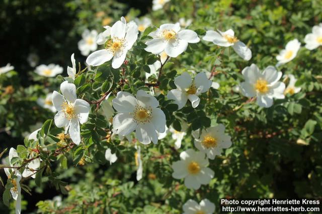 Photo: Rosa pimpinellifolia 38.