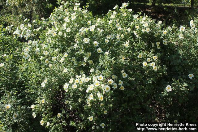 Photo: Rosa pimpinellifolia 39.