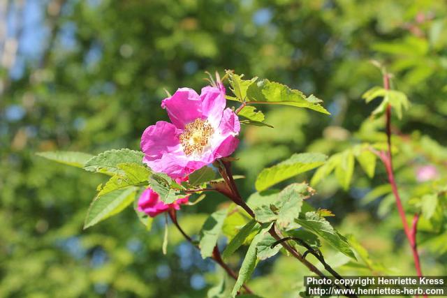 Photo: Rosa amblyotis 17.