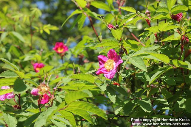 Photo: Rosa amblyotis 18.