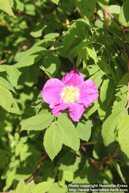 Photo: Rosa amblyotis 19.