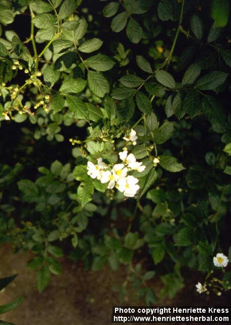 Photo: Rosa 2.