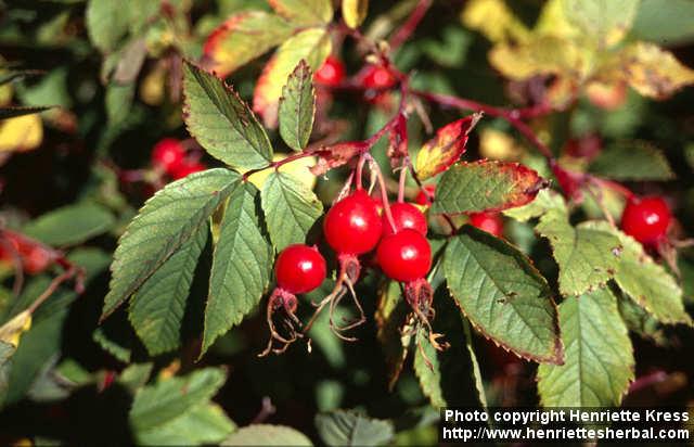 Photo: Rosa acicularis 3.