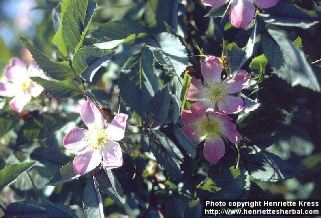 Photo: Rosa glauca 1.